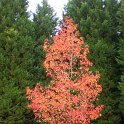 Liquidambar styraciflua 'Worplesdon' automne